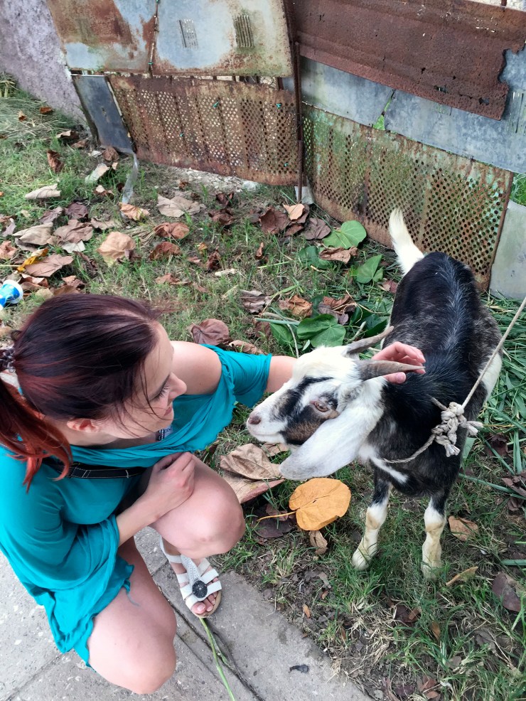 goat, girl, girl and goat